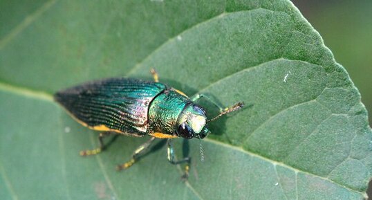 Coléoptère Apateum comorica