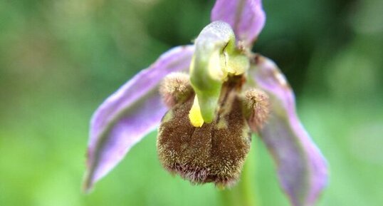 Ophrys abeille - Ophrys apifera