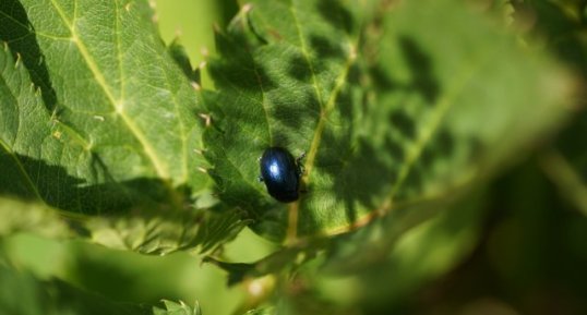 Chrysomèle sp.