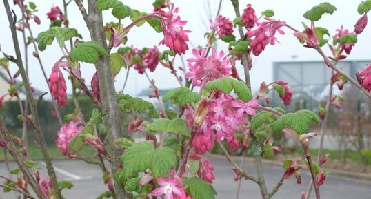 Groseillier à fleurs