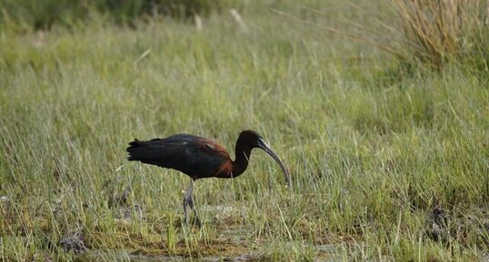 Ibis falcinelle