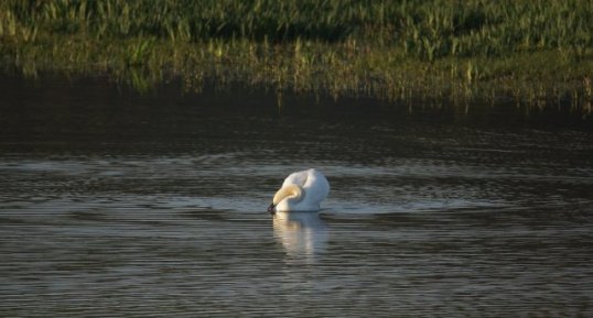 Cygne tuberculé