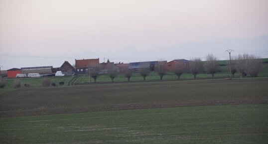 Rangée de Trognes dans la campagne flamande