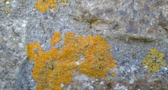 Xanthoria Parietina