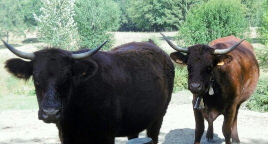 Vaches"Salers" : Monsieur et Madame