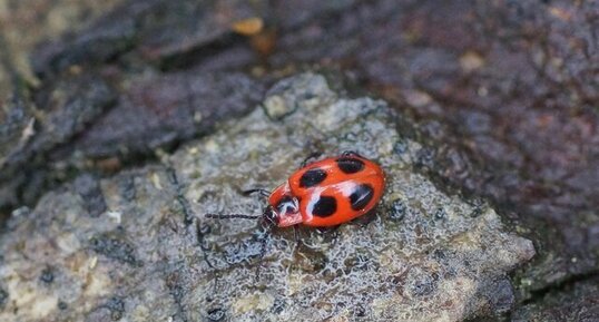 Endomychus coccineus