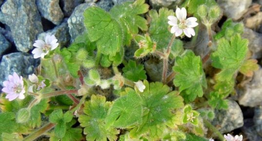 Geranium à feuille molle