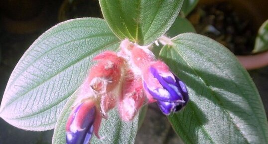 Tibouchina