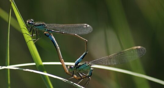 Copulat d'agrions élégants