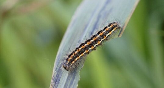 Chenille de l'Ecaille chinée