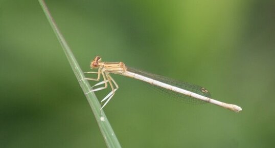 Platycnemis latipes - femelle