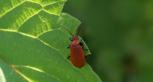 Pyrochroa serraticornis