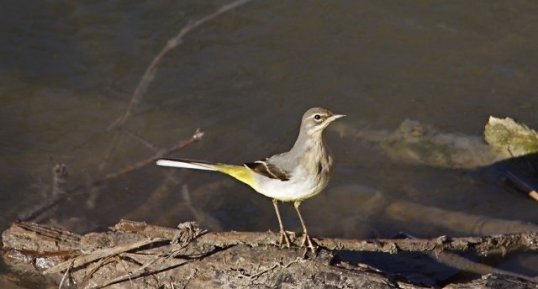 Bergeronnette printanière