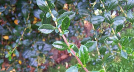 Feuille d'escalonia