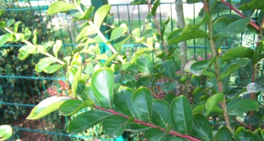 Lagerstroemia (lilas des indes)