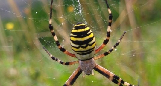 Argiope frelon