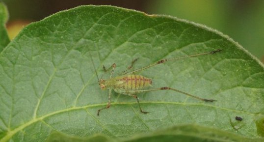 Leptophie ponctuée ?