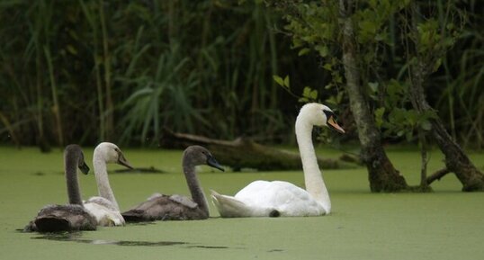 Famille de Cygnes tuberculés