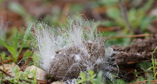 Moisissures sur crotte