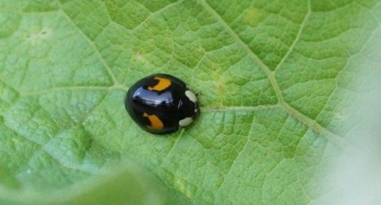 Harmonia axyridis