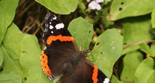 Vanessa atalanta