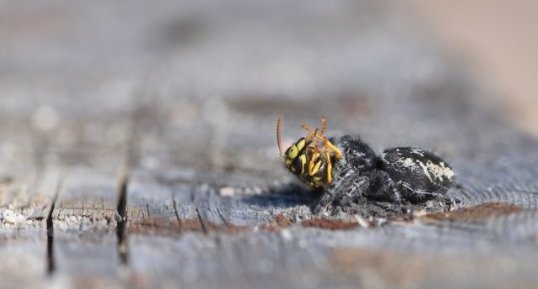 Phidippus sp. (2)