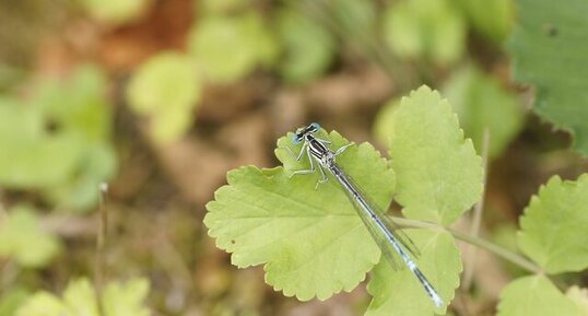 Pennipatte bleuâtre - Agrion à larges pattes - mâle