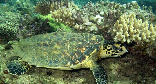 Tortue imbriquée (Eretmochelys imbricata)