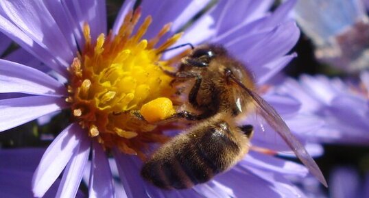 Abeille en pleine récolte