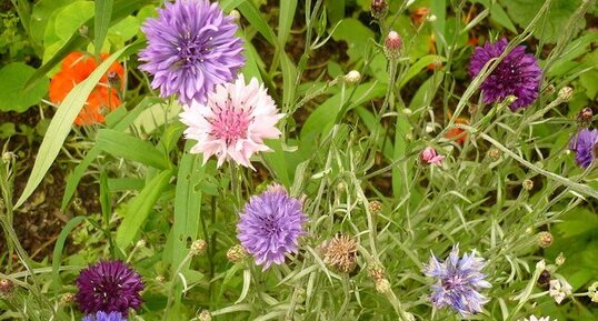 Bleuets cultivés