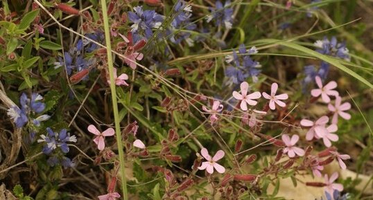 Polygala & saponaire