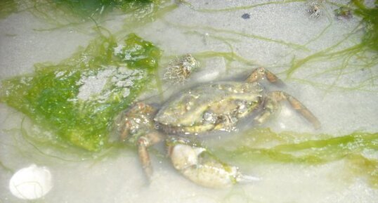 Crabe vert