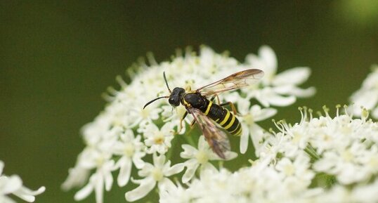 Tenthredo scrophulariae - sous réserve