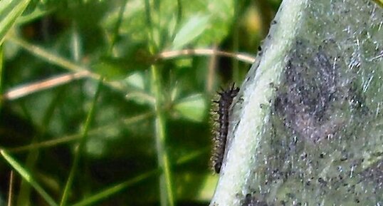 Chenille sur scabieuse des champs