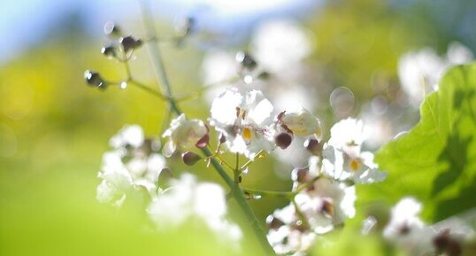 Fleurs