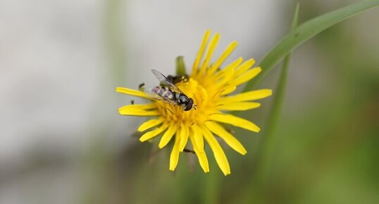 Syrphe didea fasciata - sous réserve