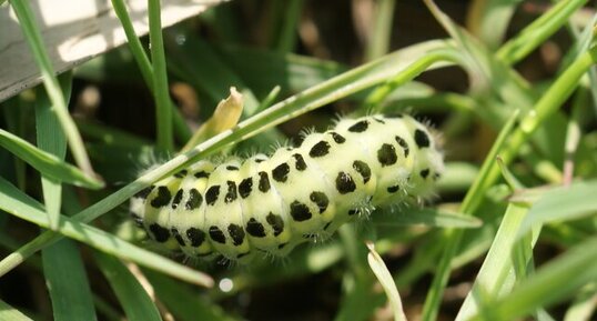 Chenille de la zygène de la spirée