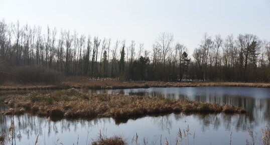 Grande tourbière de Marchiennes