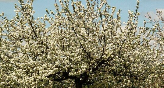 Pommier à cidre