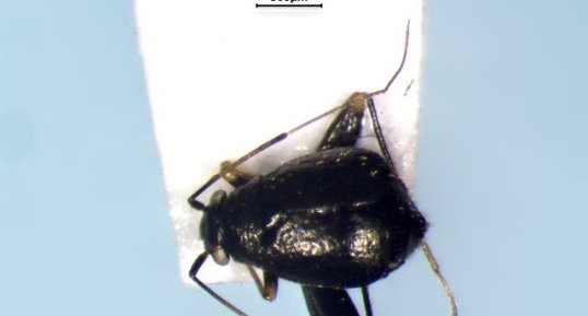 Halticus apterus