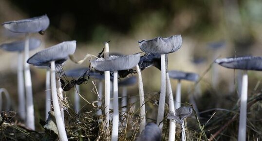 "Forêt" de champignon