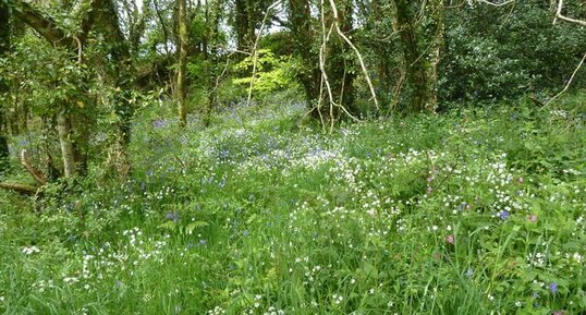 Prairie fleurie