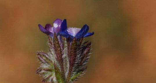 Fleur de Buglosse sp. - sous réserve