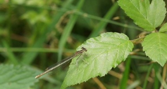 Agrion à larges pattes