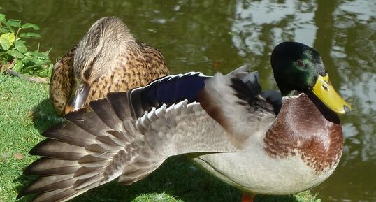 Couple de colvert