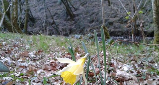 Narcisse jaune (Narcissus pseudonarcissus)