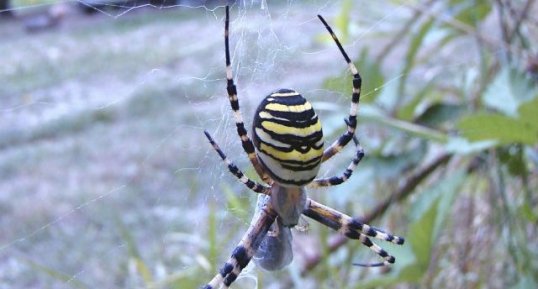 Argiope frelon