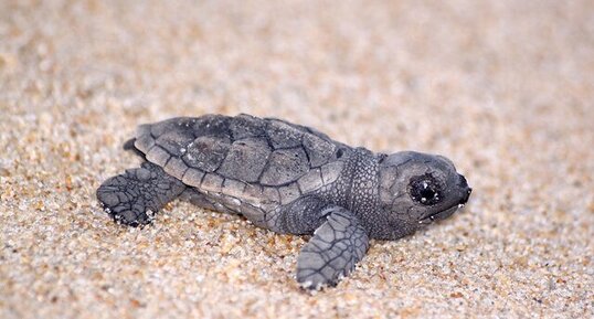 Eretmochelys imbricata bébé