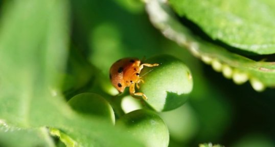 Coccinelle de la Bryone