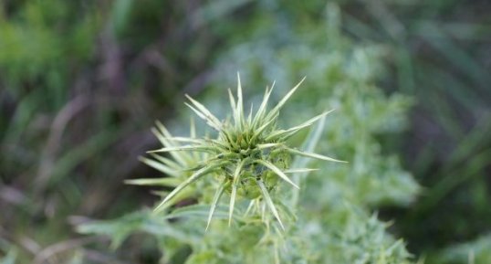 Fleur de chardon marie avant éclosion